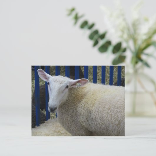 Schafe Postkarte (Stehend Vorderseite)