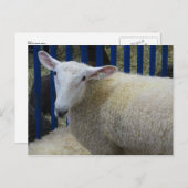 Schafe Postkarte (Vorne/Hinten)