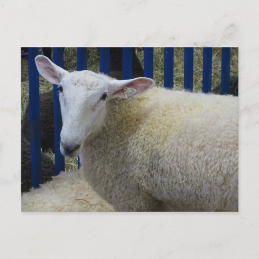 Schafe Postkarte (Vorderseite)
