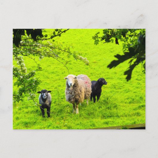 Schafe postkarte (Vorderseite)