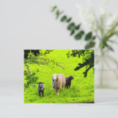 Schafe postkarte (Stehend Vorderseite)