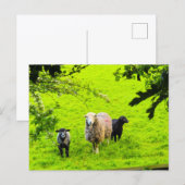 Schafe postkarte (Vorne/Hinten)
