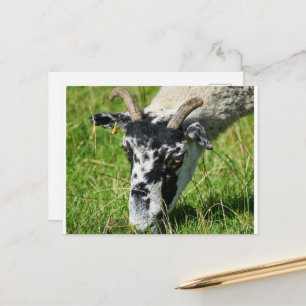 Schafe Postkarte
