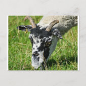Schafe Postkarte (Vorderseite)