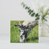 Schafe Postkarte (Stehend Vorderseite)