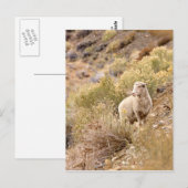 Schafe Postkarte (Vorne/Hinten)