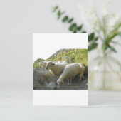 Schafe Postkarte (Stehend Vorderseite)