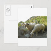 Schafe Postkarte (Vorne/Hinten)