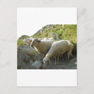 Schafe Postkarte