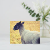 Schafe Postkarte (Stehend Vorderseite)