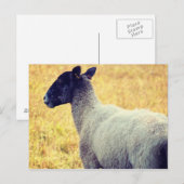 Schafe Postkarte (Vorne/Hinten)