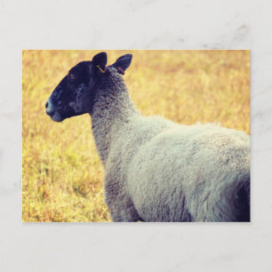 Schafe Postkarte