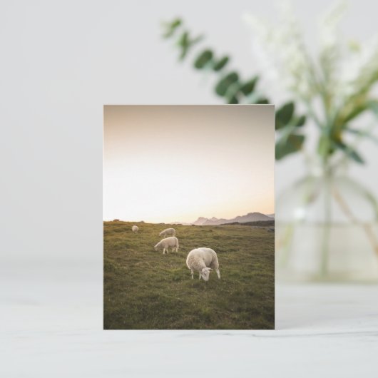 Schafe Postkarte (Stehend Vorderseite)