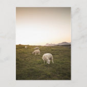 Schafe Postkarte (Vorderseite)