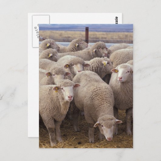 Schafe Postkarte (Vorne/Hinten)