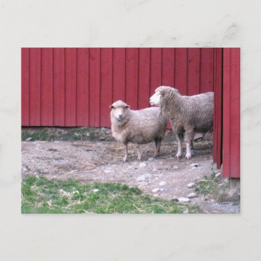 Schafe Postkarte (Vorderseite)