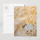Schafe Postkarte (Vorne/Hinten)