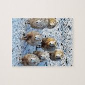 Schafe Puzzle (Horizontal)