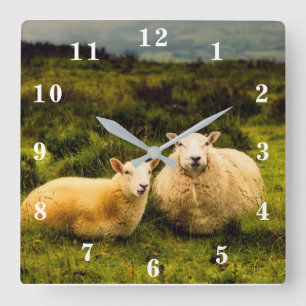 Schafe Quadratische Wanduhr
