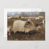 Schafe - Schafe im Feld Heather Postkarte (Vorne/Hinten)