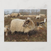 Schafe - Schafe im Feld Heather Postkarte (Vorderseite)