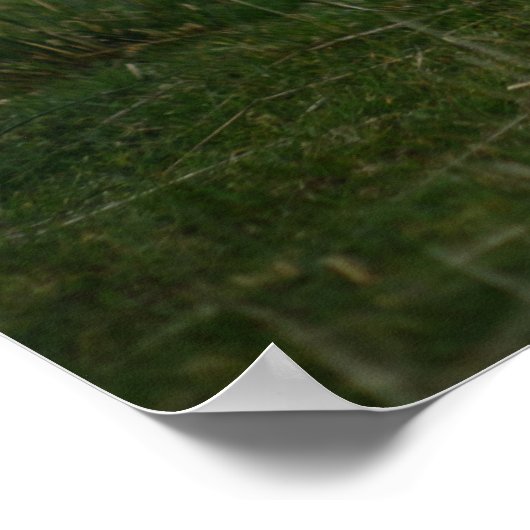 Schafe - Schottland Poster (Ecke)