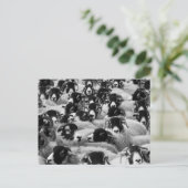 Schafe schwarz und weiß postkarte (Stehend Vorderseite)