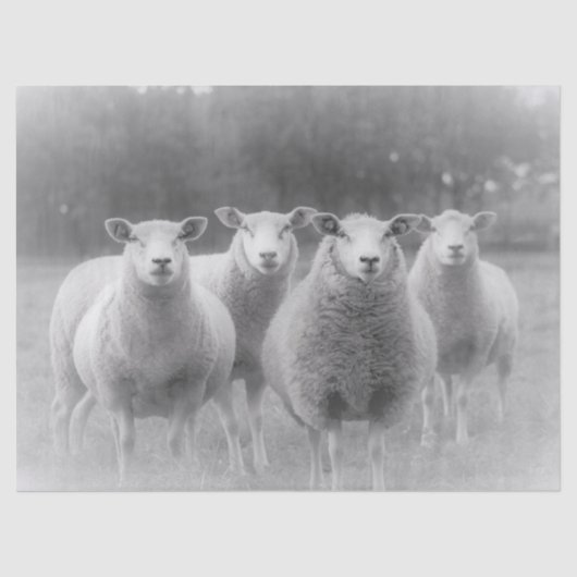 Schafe Seidenpapier (Vorderseite)