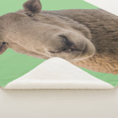 Schafe Sherpadecke (3/4)