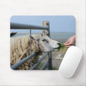 Schafe, Texel, Holland Mousepad (Mit Mouse)