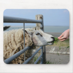 Schafe, Texel, Holland Mousepad