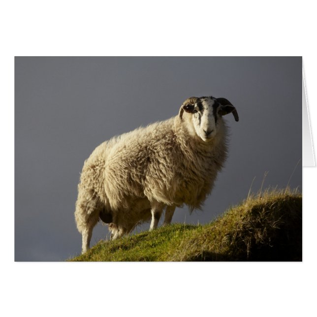 Schafe, Trotternische Halbinsel, Insel Skye, (Vorderseite (Horizontal))