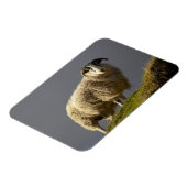Schafe, Trotternische Halbinsel, Insel Skye, Magnet (Linke Seite)