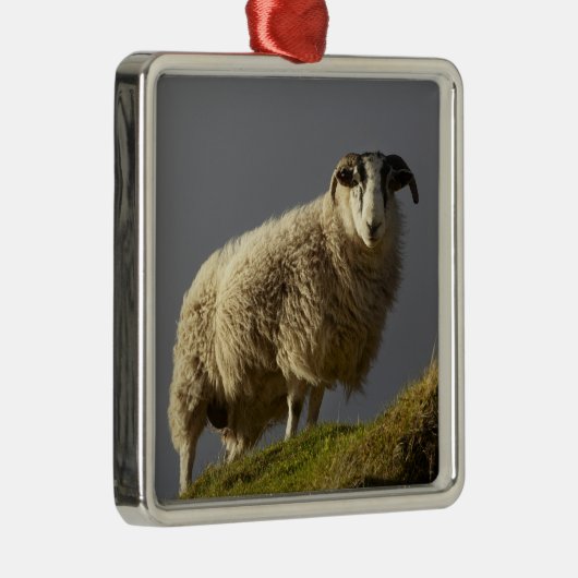 Schafe, Trotternische Halbinsel, Insel Skye, Ornament Aus Metall (Rechts)