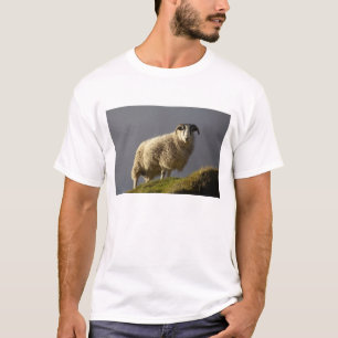 Schafe, Trotternische Halbinsel, Insel Skye, T-Shirt