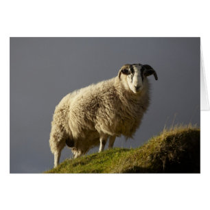 Schafe, Trotternish-Halbinsel, Isle of Skye,