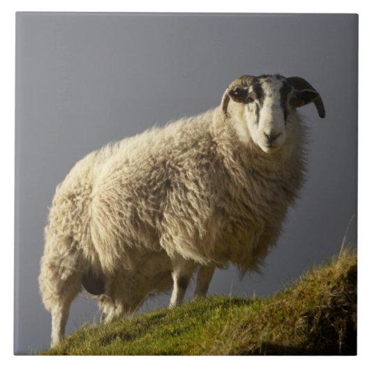 Schafe, Trotternish-Halbinsel, Isle of Skye, Fliese (Vorderseite)