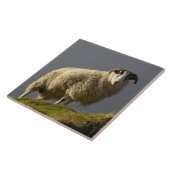 Schafe, Trotternish-Halbinsel, Isle of Skye, Fliese (Seite)