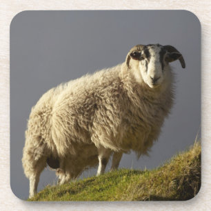 Schafe, Trotternish-Halbinsel, Isle of Skye, Untersetzer