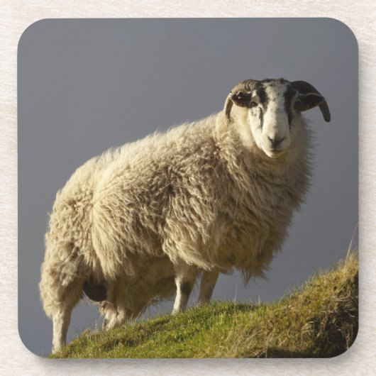 Schafe, Trotternish-Halbinsel, Isle of Skye, Untersetzer (Vorderseite)