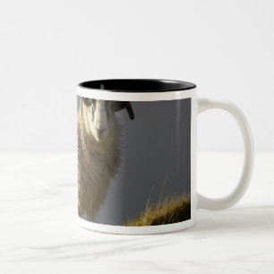 Schafe, Trotternish-Halbinsel, Isle of Skye, Zweifarbige Tasse