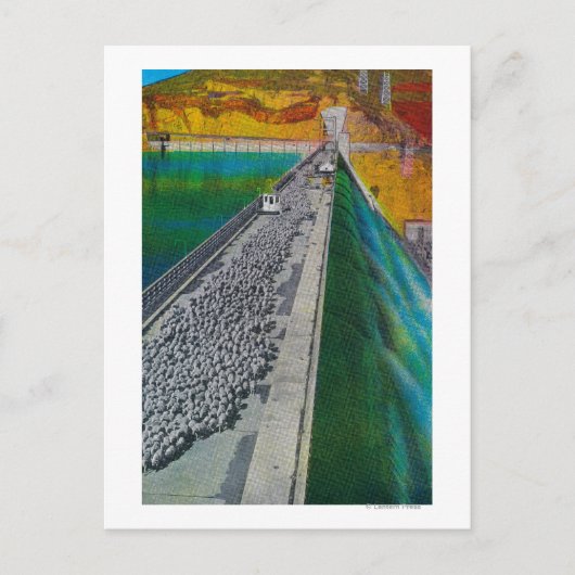 Schafe über Grand Coulee Dam Postkarte (Vorderseite)