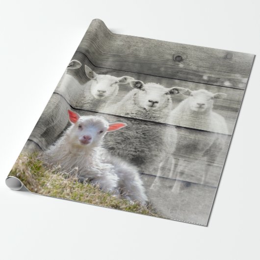 Schafe und Baby Lamb Geschenkpapier (Ungerollt)