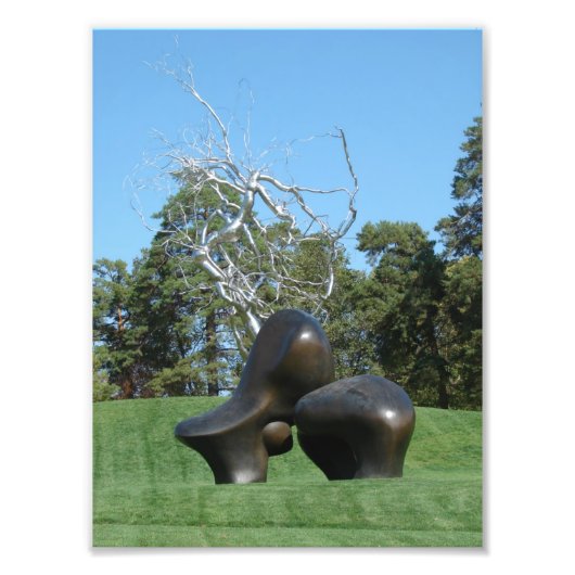 Schafe und Bäume Fotodruck (Vorne)