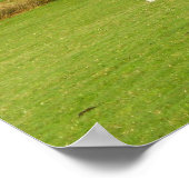 Schafe und der überschwemmte Fluss Exe Poster (Ecke)