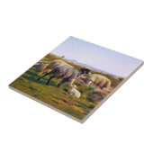 Schafe und ein Lamm in der Natur (von Rosa Bonheur Fliese (Seite)