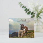 Schafe und Lamm auf den Klippen Irlands Postkarte (Stehend Vorderseite)