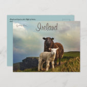 Schafe und Lamm auf den Klippen Irlands Postkarte (Vorne/Hinten)