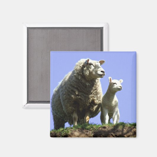 Schafe und Lamm Magnet (Vorderseite/Rückseite)