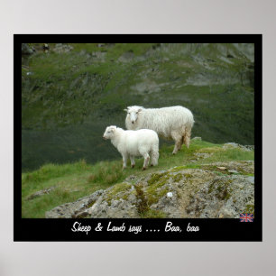 Schafe und Lamm sagt Baa, Baa (Poster) Poster